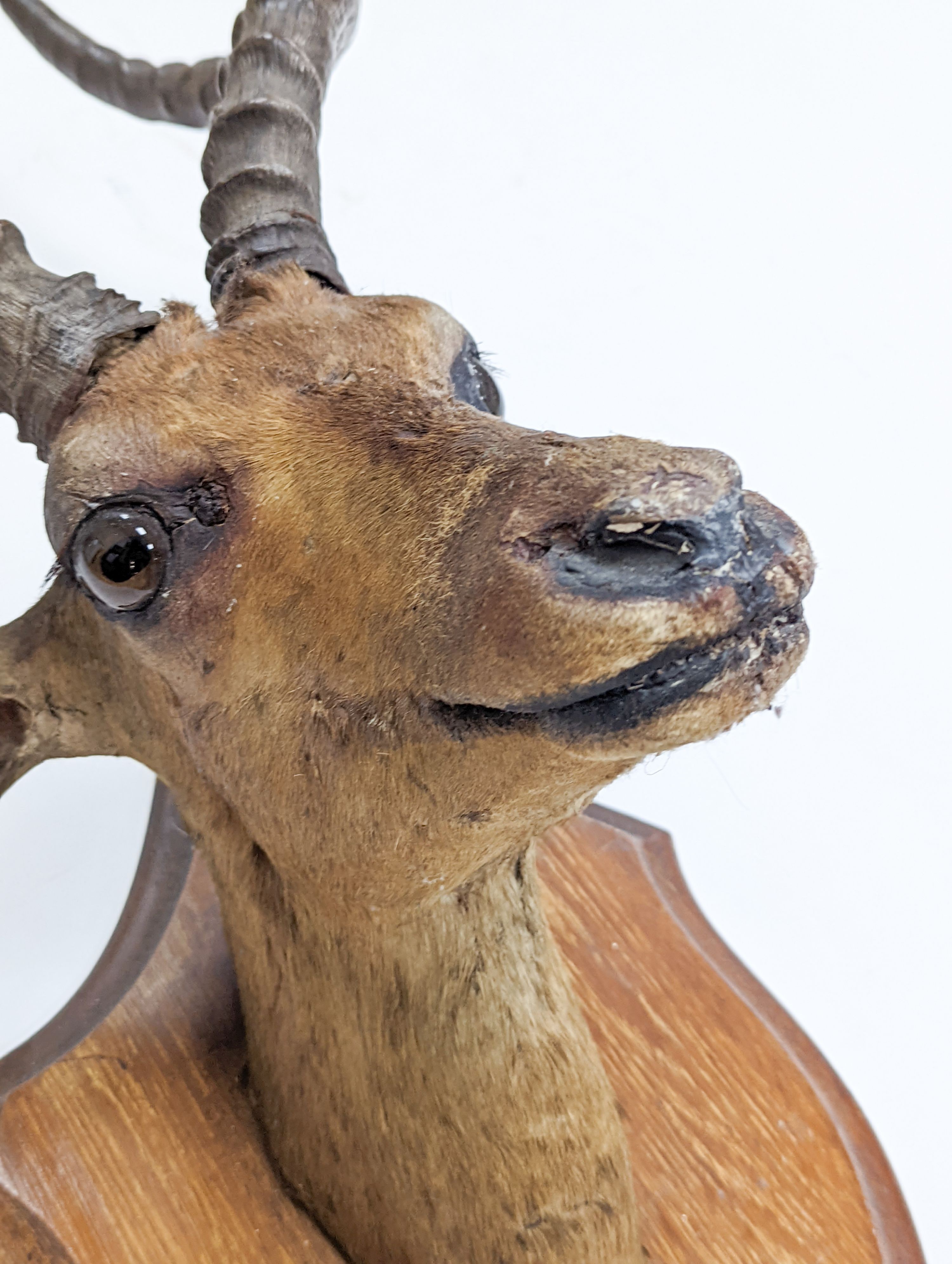 A taxidermy Common Impala (Aepyceros Melampus) c1872, on an oak shield 'Pallah Zululand, 1872' labelled verso Rowland Ward & Company, 87cm high.
